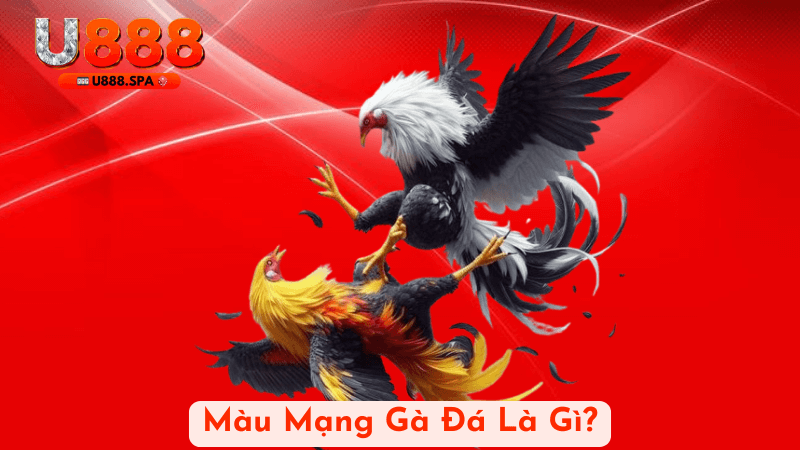 Màu Mạng Gà Đá Là Gì?